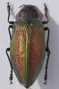 Euchroma gigantea